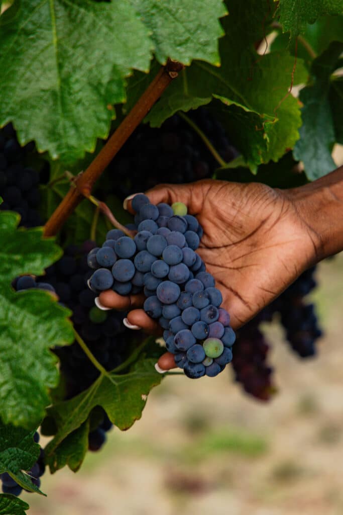 grapes in vineyard