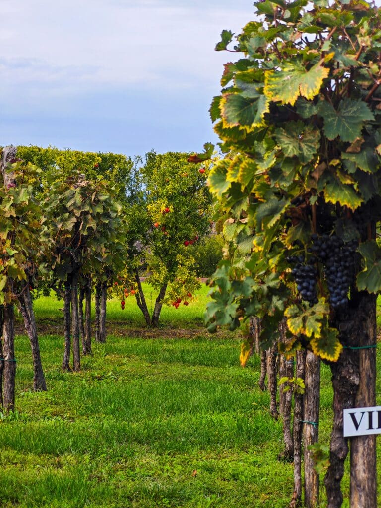Napa Valley, California